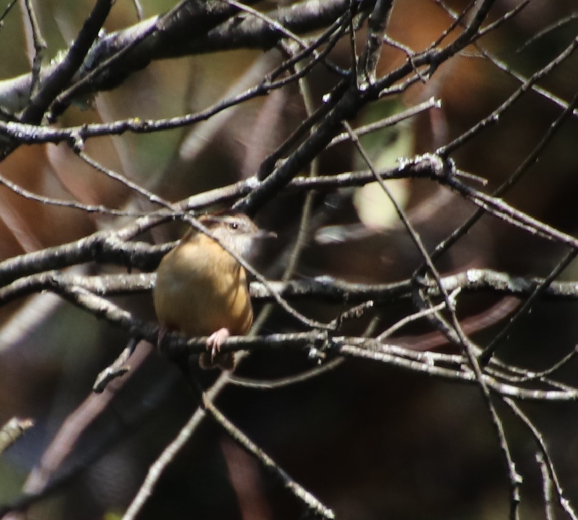 Carolina Wren - ML626053526
