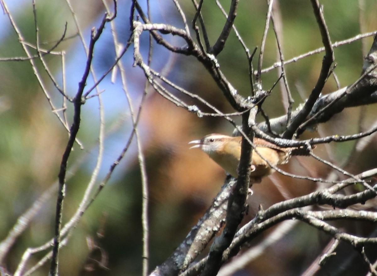 Carolina Wren - ML626053527