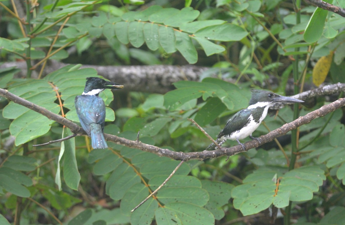 Amazon Kingfisher - ML626053560