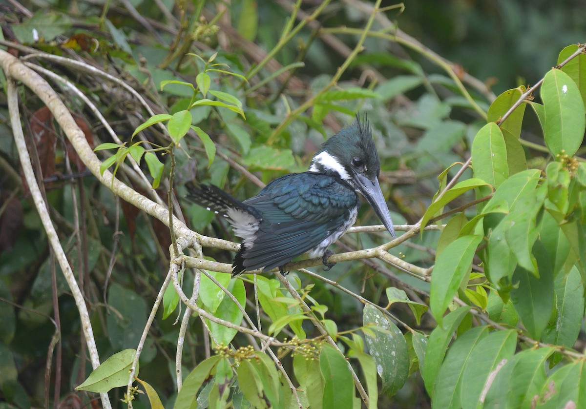 Amazon Kingfisher - ML626053561