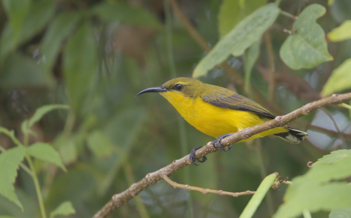 Sahul Sunbird - ML626053562