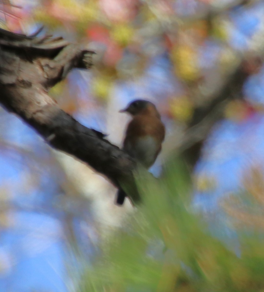 Eastern Bluebird - ML626053630