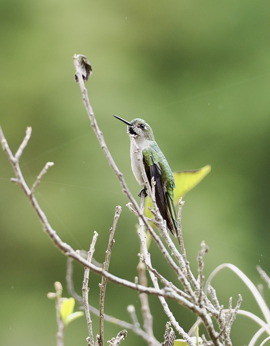 Gray-bellied Comet - ML626053635