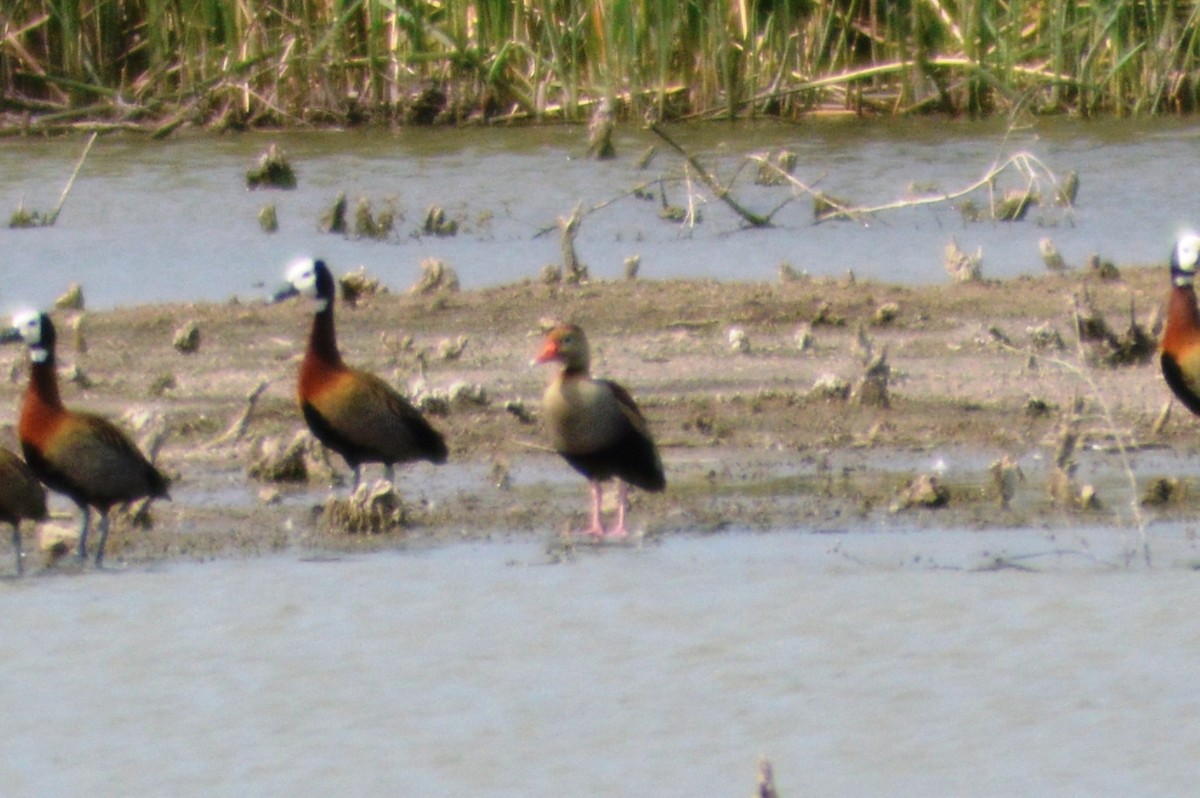 Black-bellied Whistling-Duck - ML626053653