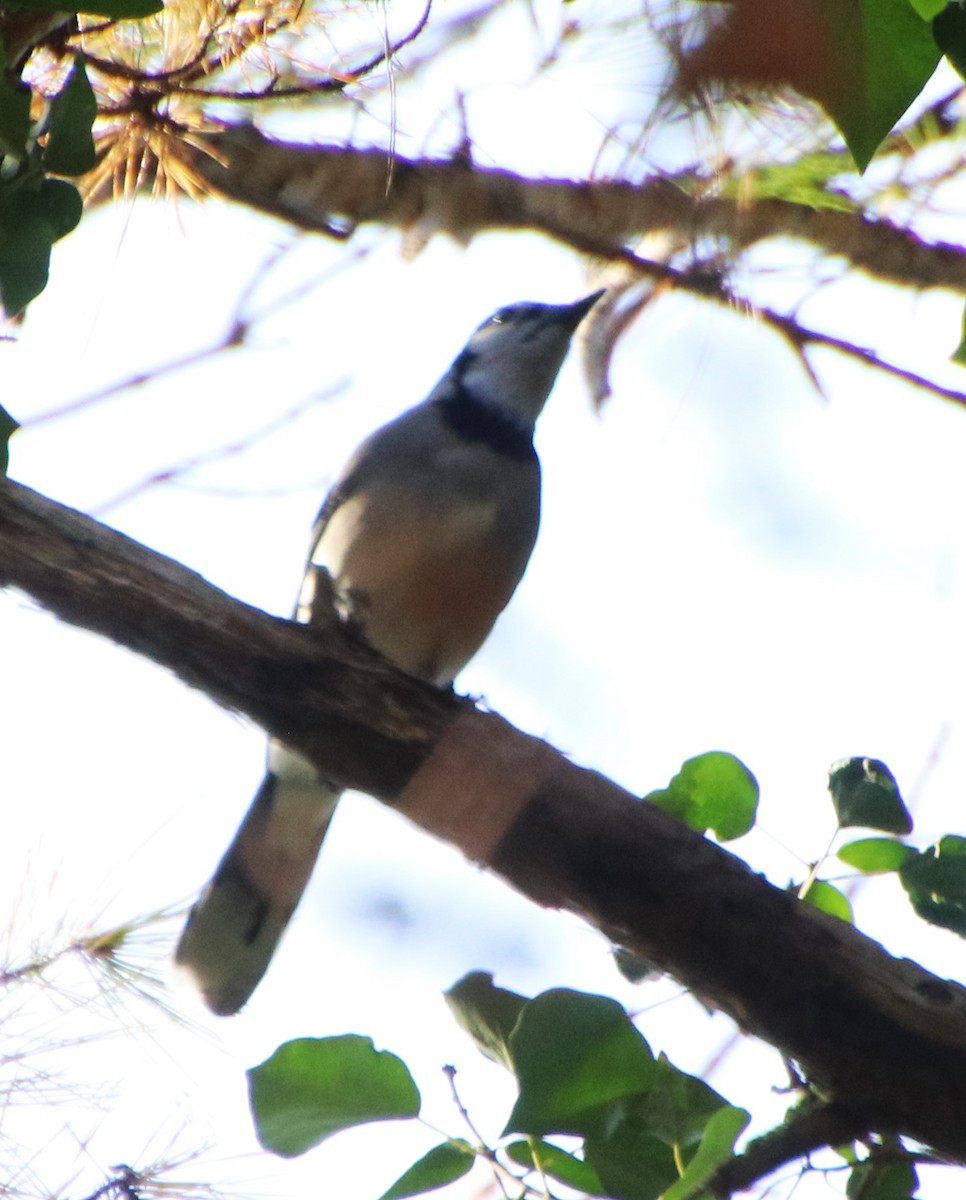 Blue Jay - ML626053725