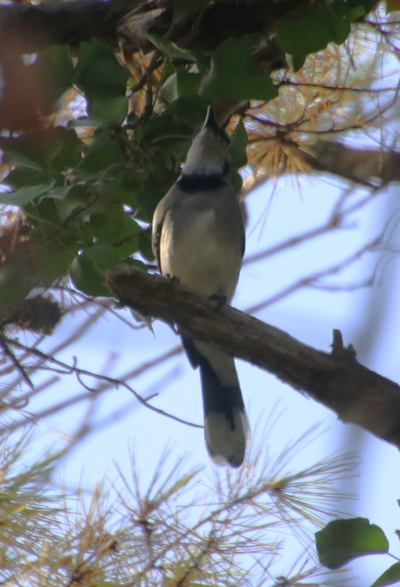 Blue Jay - ML626053801