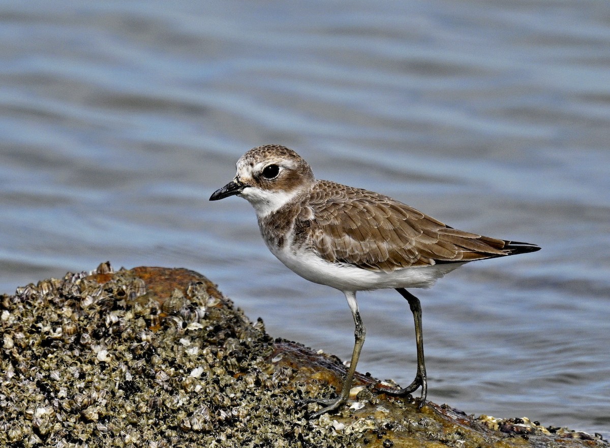 Tibetan Sand-Plover - ML626053825