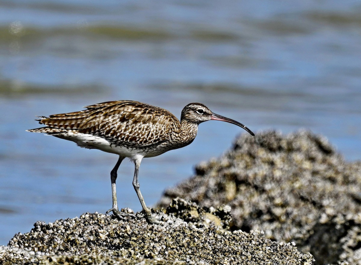 Whimbrel - ML626053835