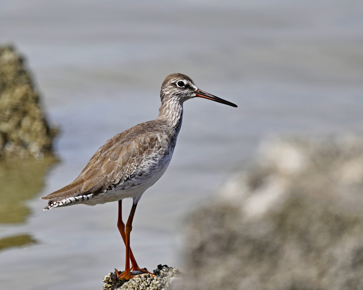 Common Redshank - ML626053852