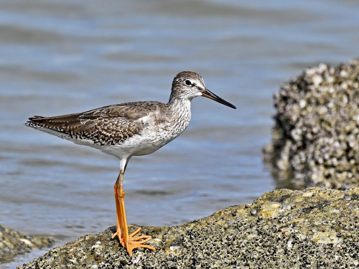 Common Redshank - ML626053853