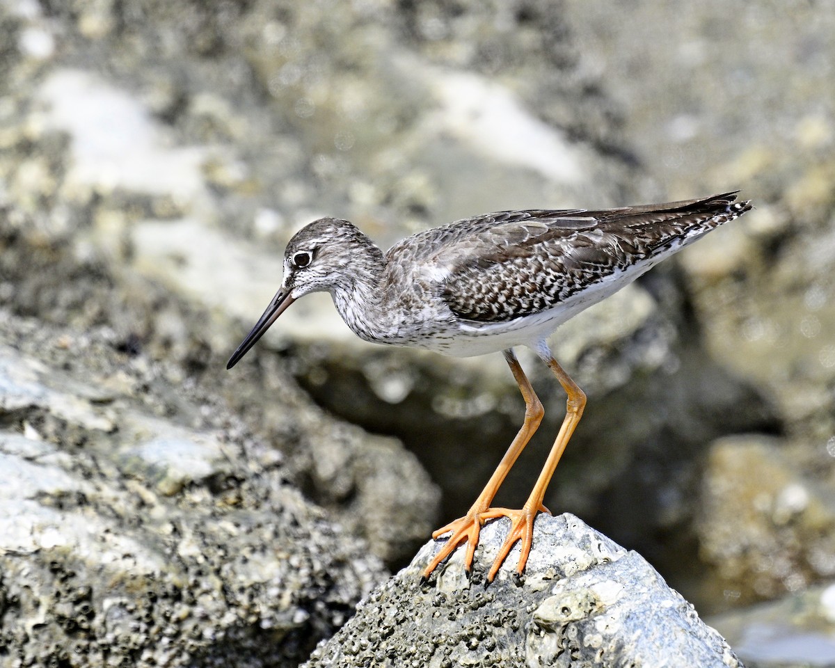 Common Redshank - ML626053854