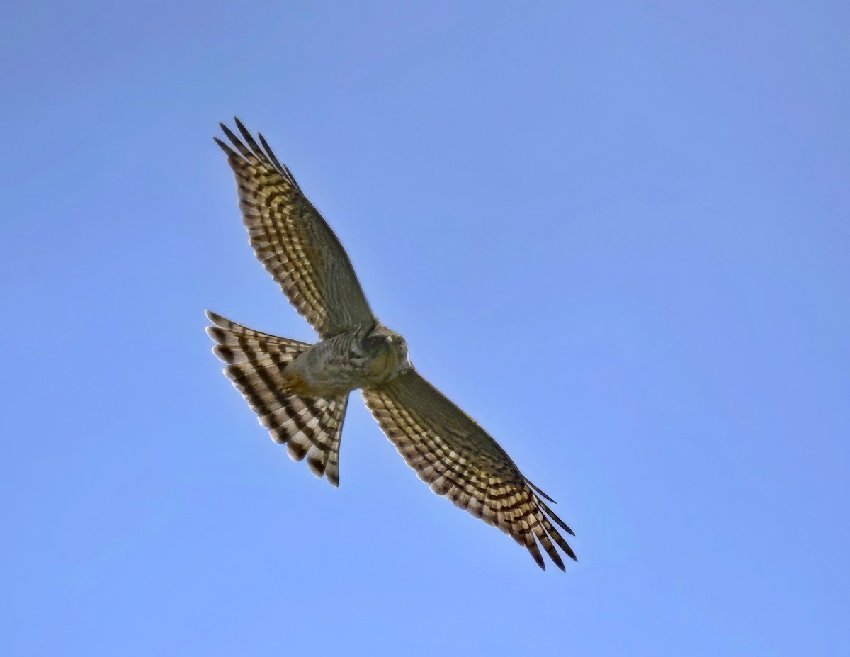 Japanese Sparrowhawk - ML626053867