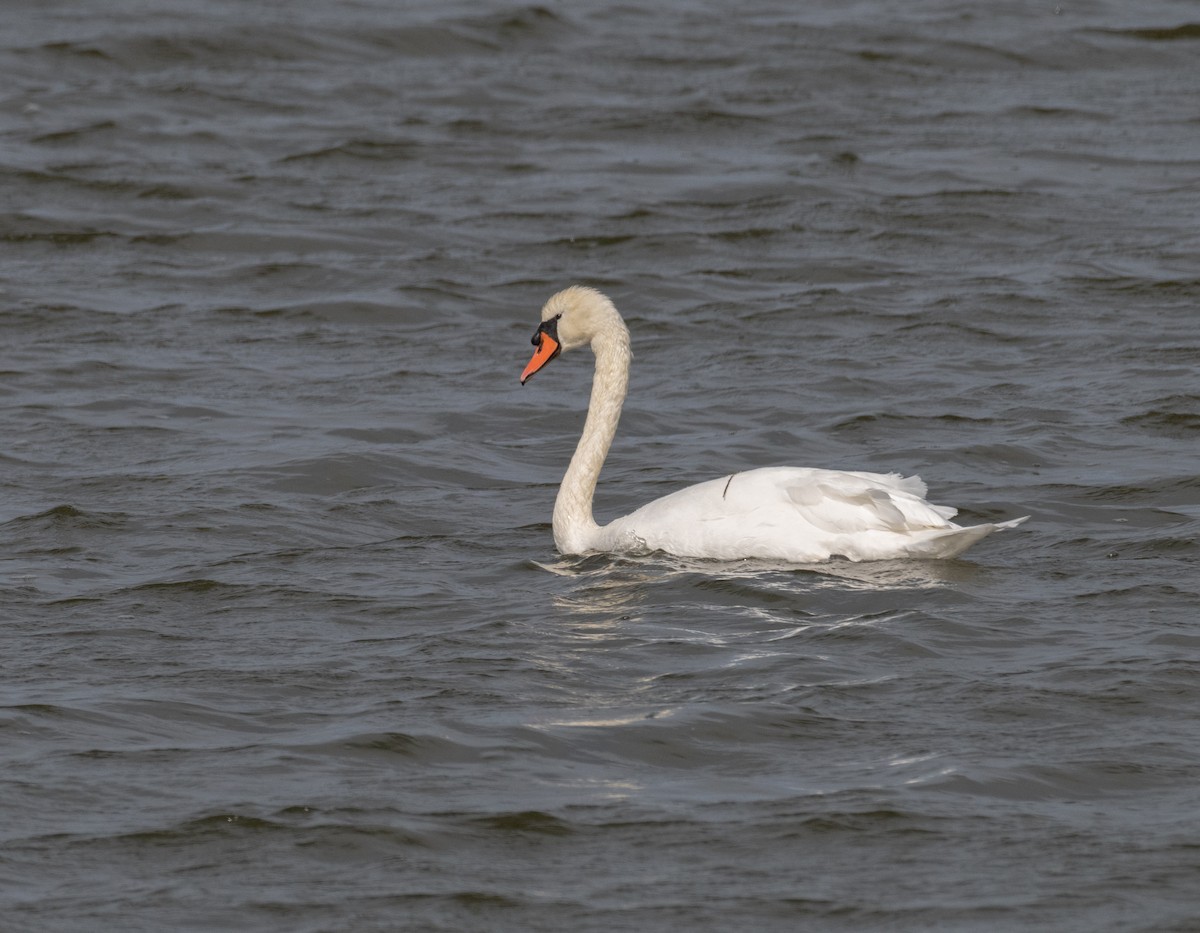 Höckerschwan - ML626053880