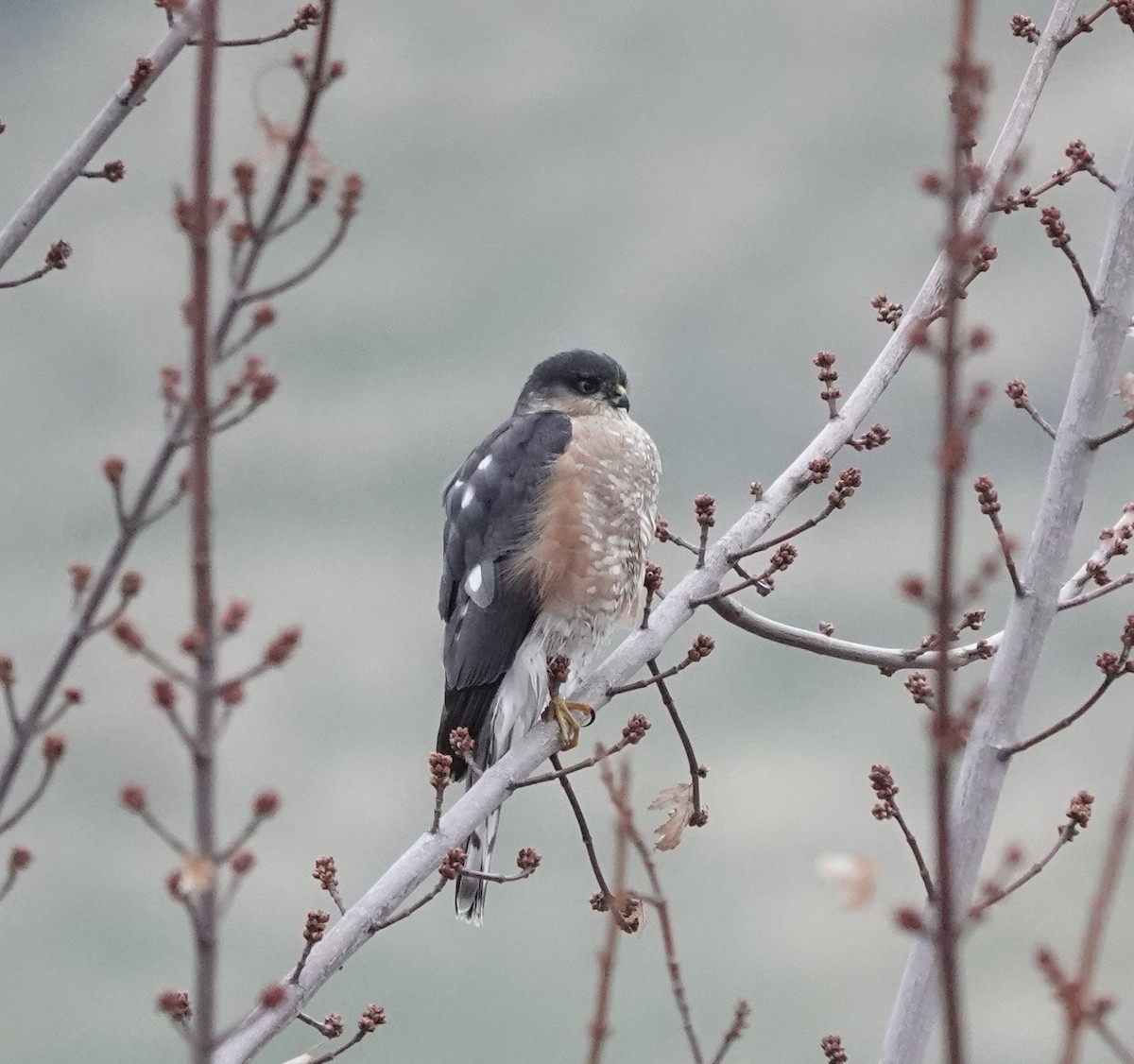 Sharp-shinned Hawk - ML626053909
