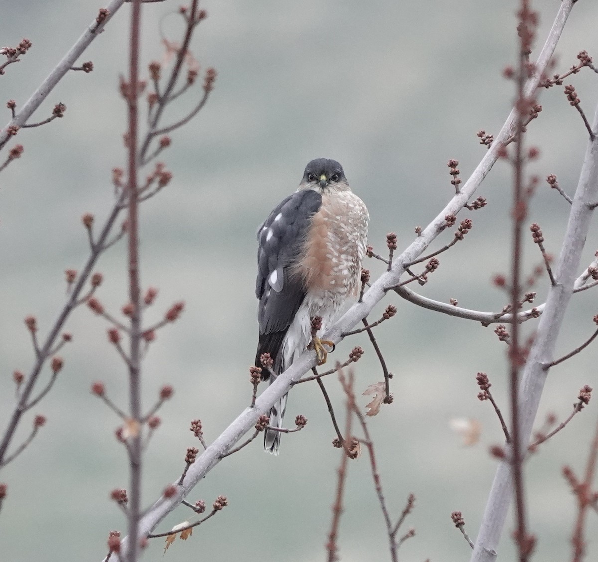 Sharp-shinned Hawk - ML626053918
