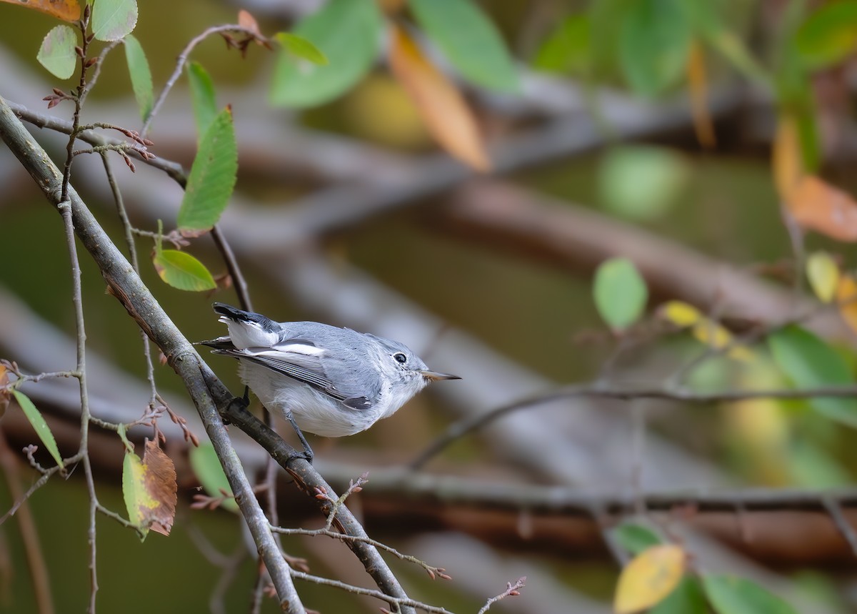 Blue-gray Gnatcatcher - ML626053947