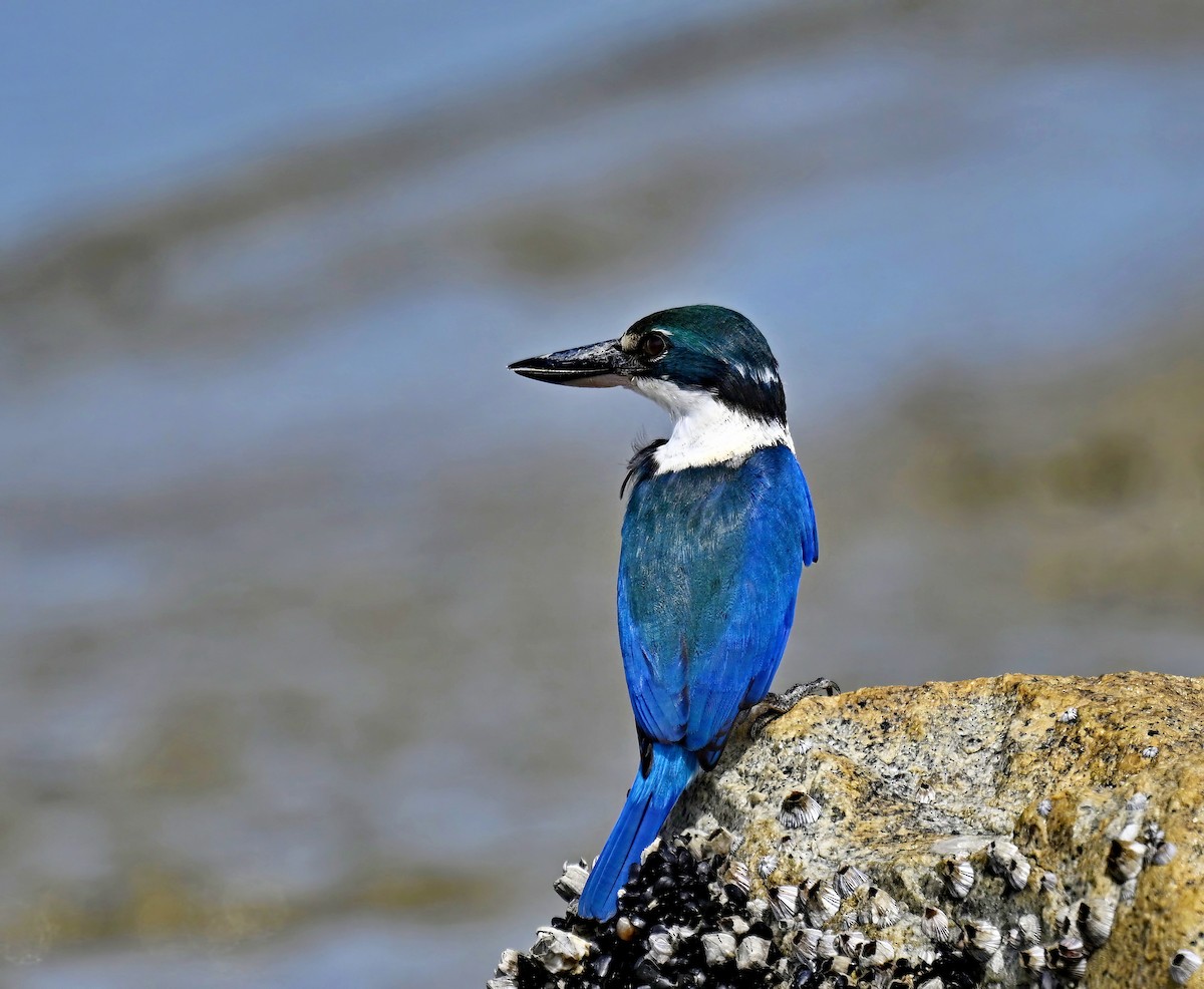 Collared Kingfisher - ML626053956