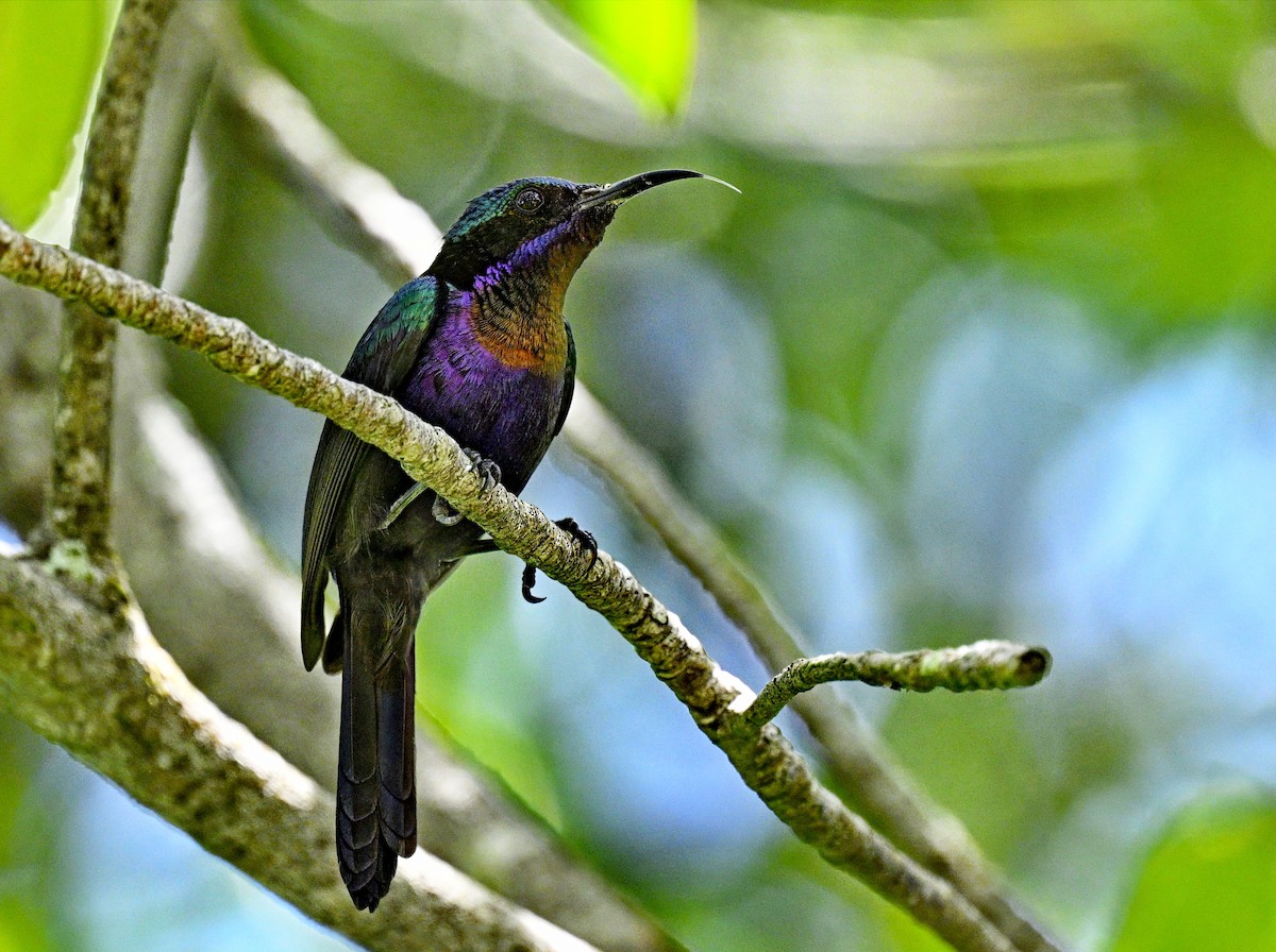 Copper-throated Sunbird - ML626053968