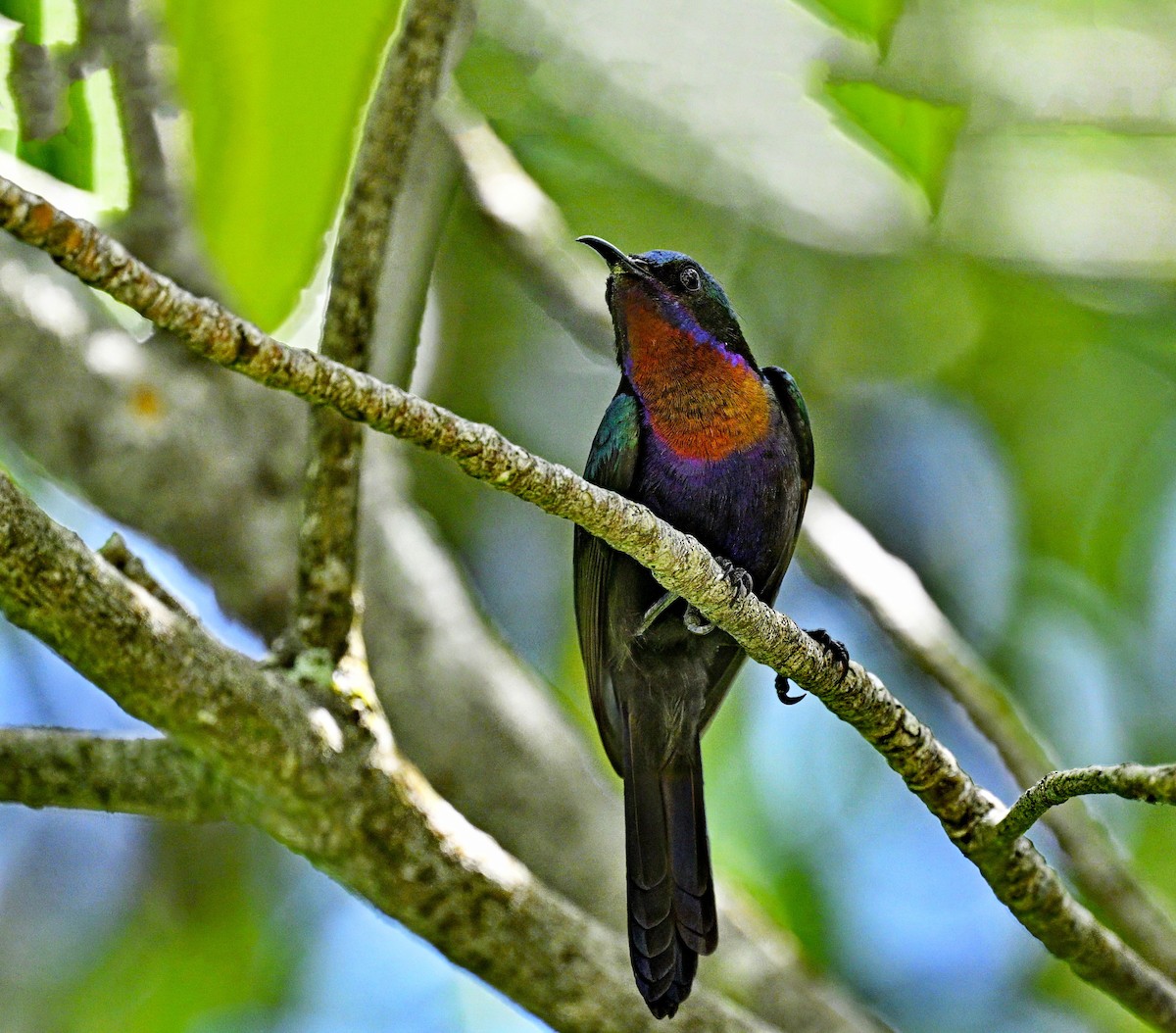 Copper-throated Sunbird - ML626053970