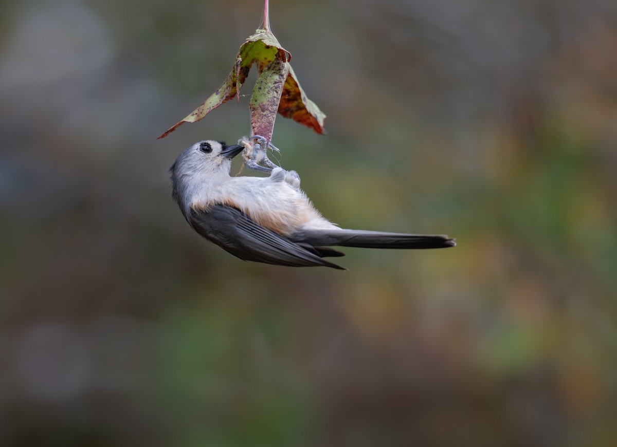 Tufted Titmouse - ML626053982
