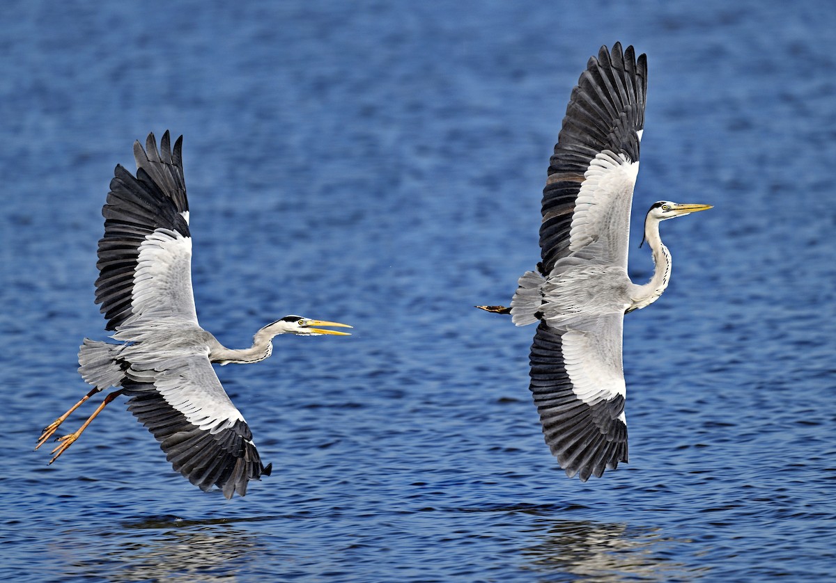 Gray Heron - ML626053988