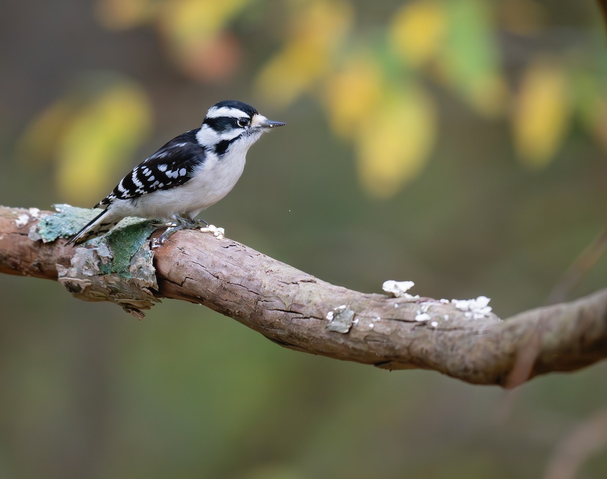 Downy Woodpecker (Eastern) - ML626053995