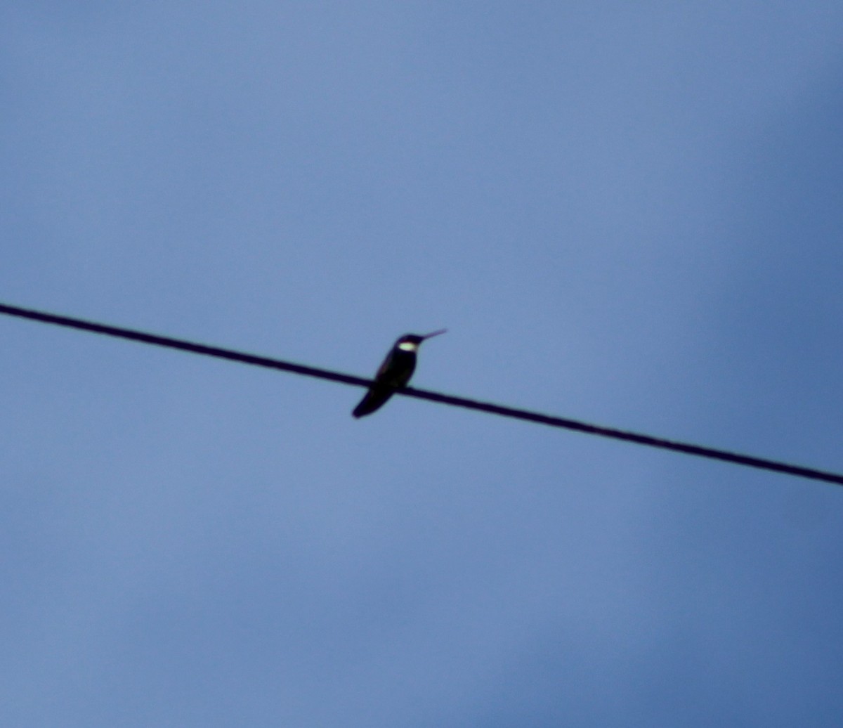 White-throated Hummingbird - ML626054025