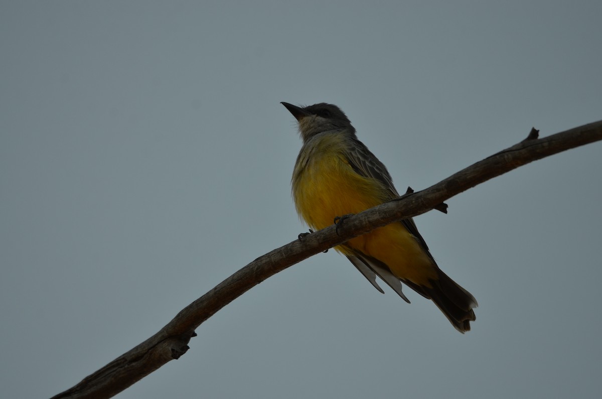 Cassin's Kingbird - ML626054049