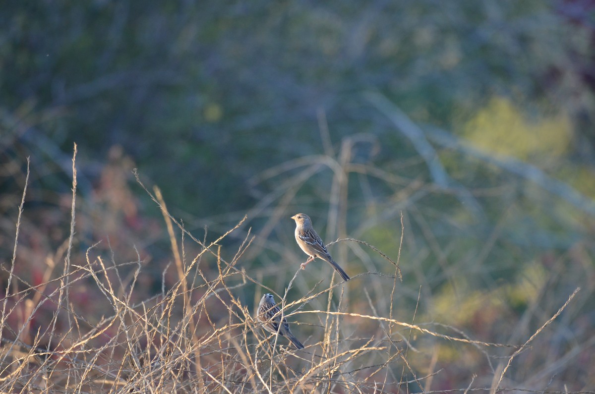 Bruant à couronne blanche - ML626054062