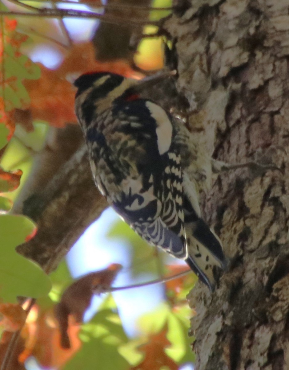 Yellow-bellied Sapsucker - ML626054067
