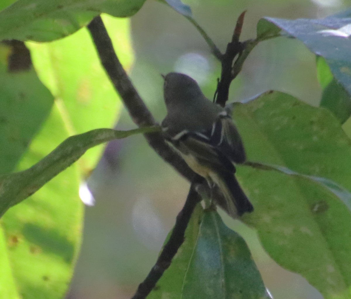 Ruby-crowned Kinglet - ML626054122