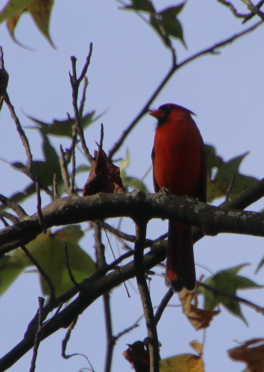 Northern Cardinal - ML626054209