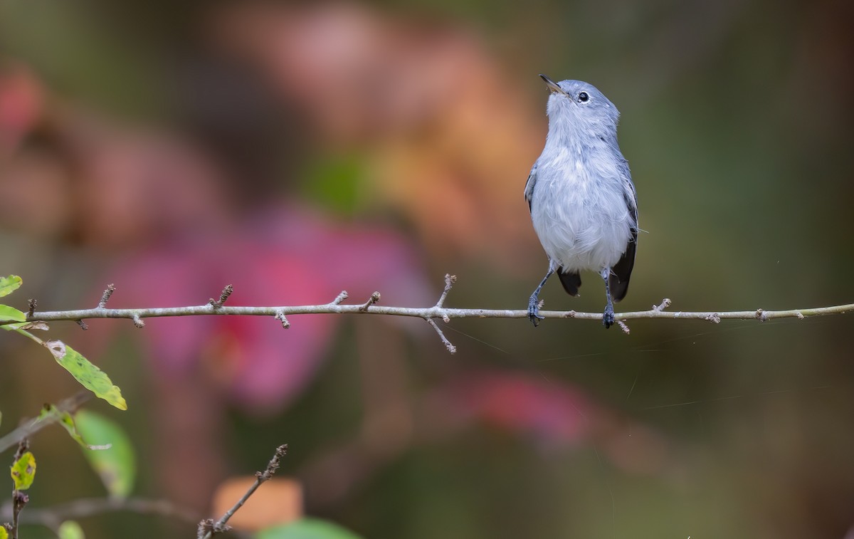 Blue-gray Gnatcatcher - ML626054285