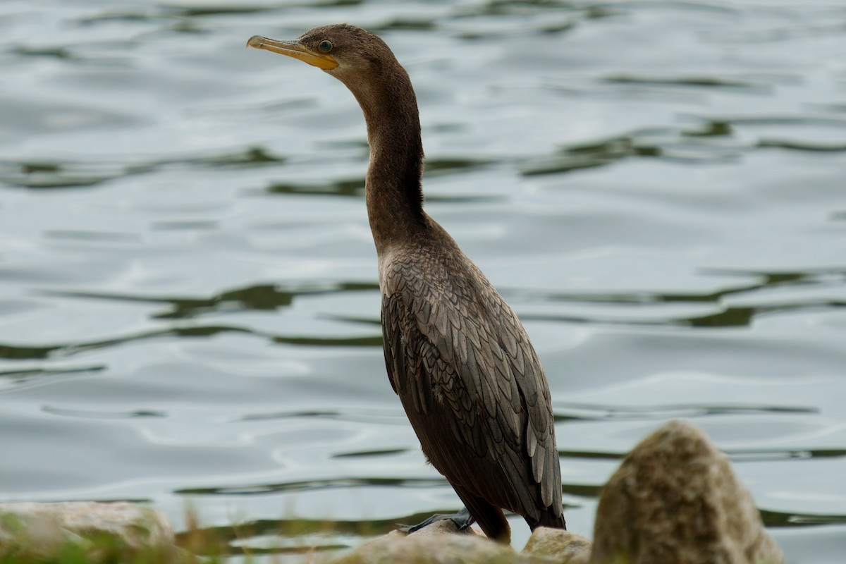 Neotropic Cormorant - ML626054402