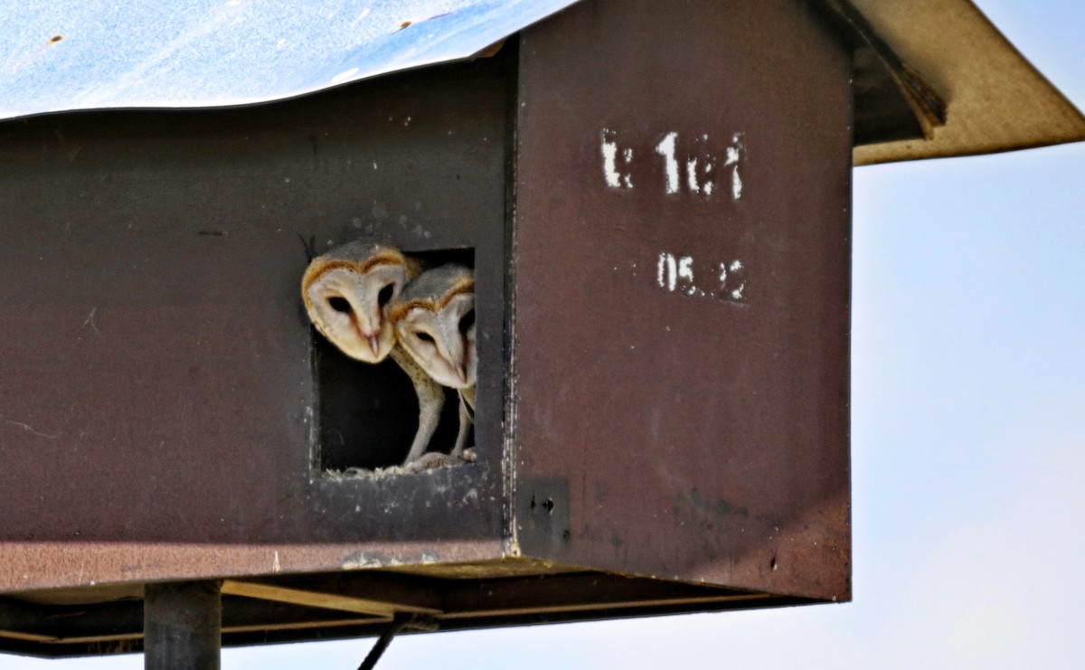 Eastern Barn Owl (Eastern) - ML626054547