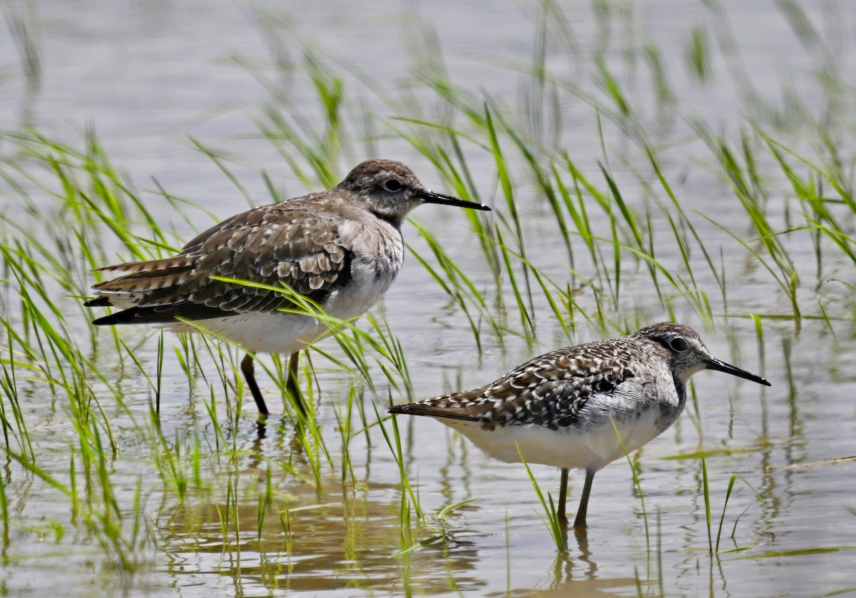 Wood Sandpiper - ML626054573