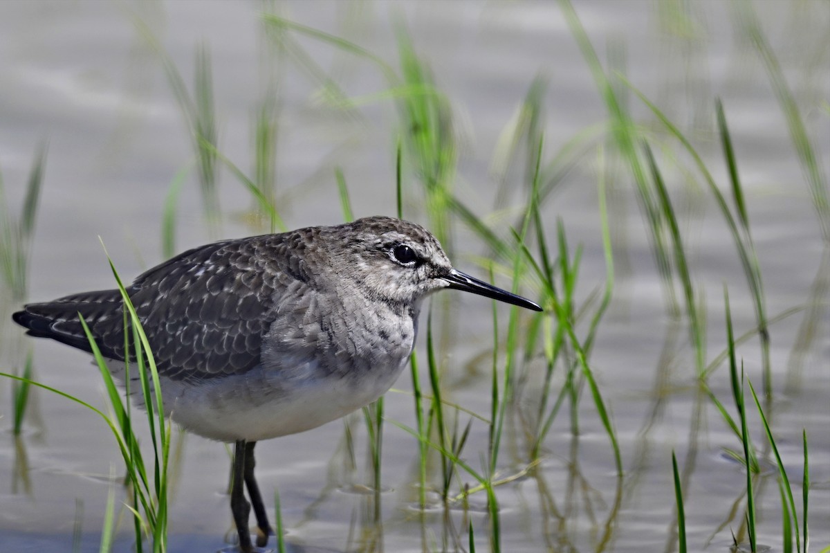 Wood Sandpiper - ML626054574