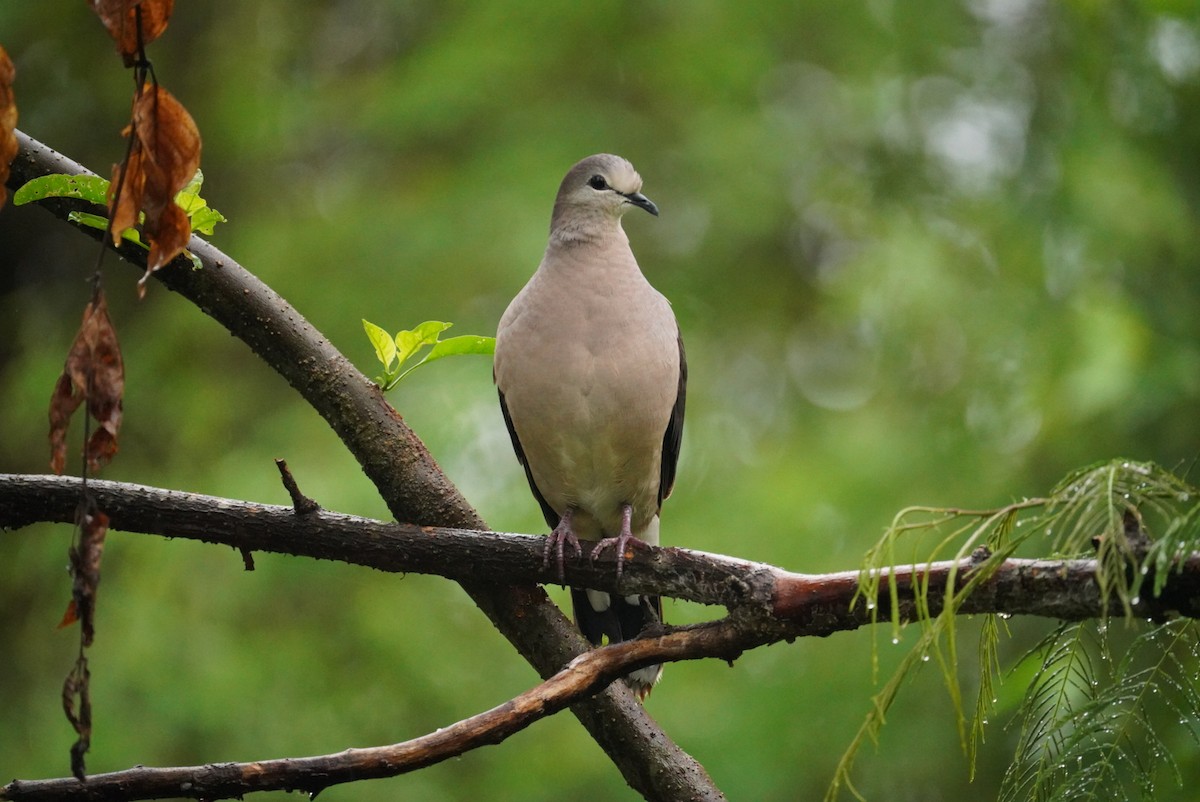 Large-tailed Dove - ML626054692