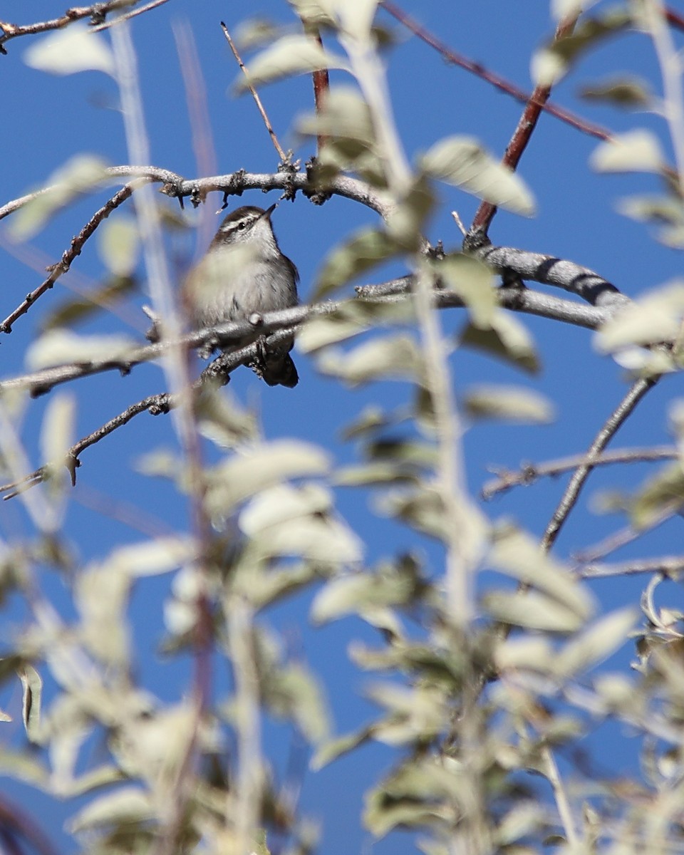 Bewick's Wren - ML626054704