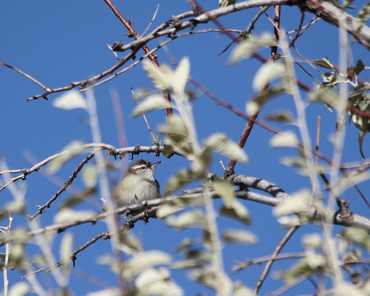 Bewick's Wren - ML626054705
