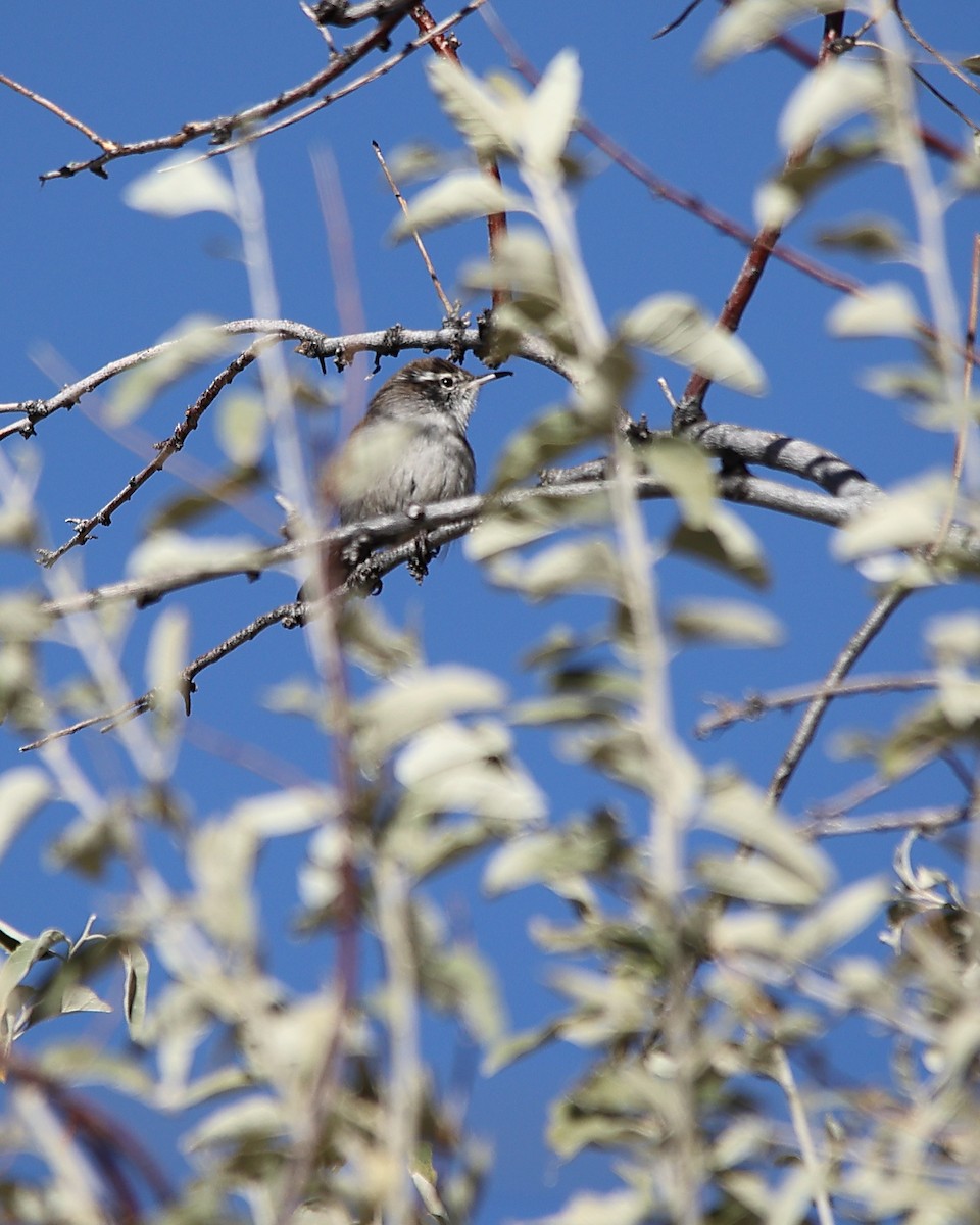 Bewick's Wren - ML626054709