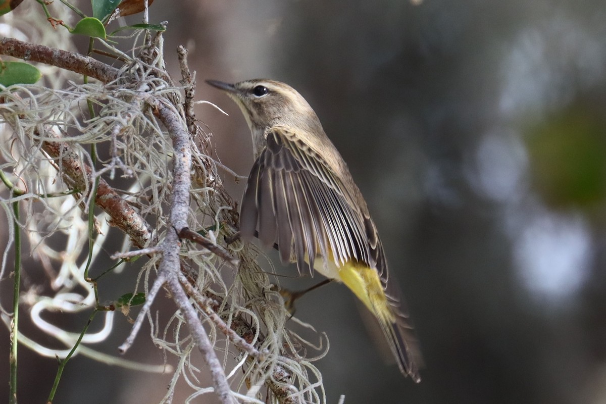 Palm Warbler - ML626054818
