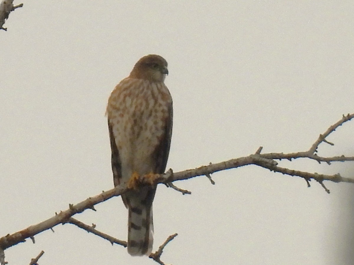 Sharp-shinned Hawk - ML626054884