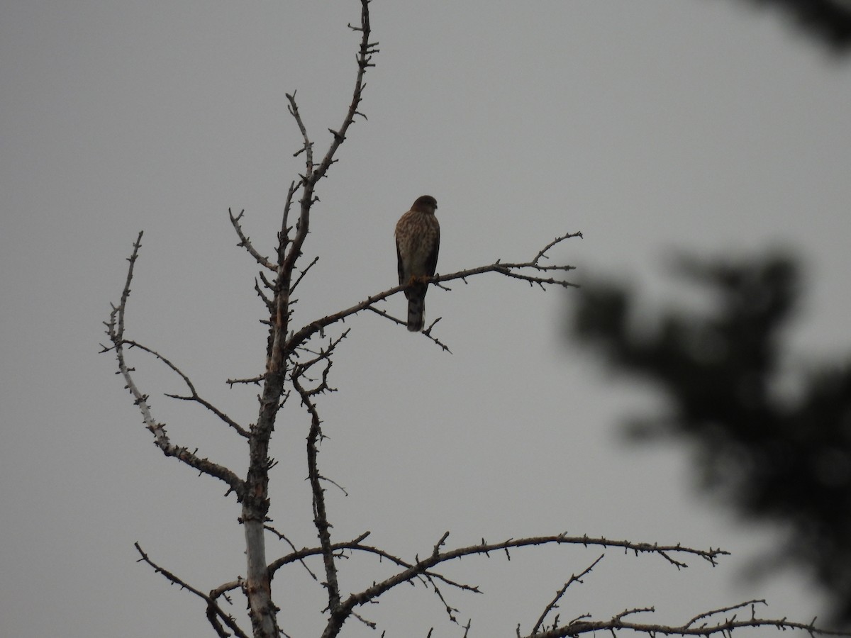 Sharp-shinned Hawk - ML626054885