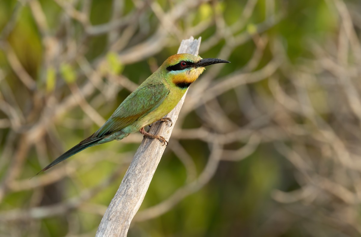 Rainbow Bee-eater - ML626054916