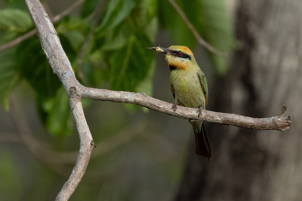 Rainbow Bee-eater - ML626054917