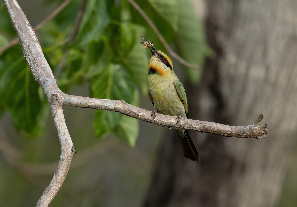 Rainbow Bee-eater - ML626054918