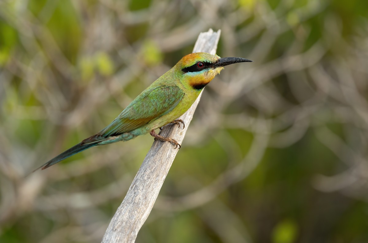 Rainbow Bee-eater - ML626054920