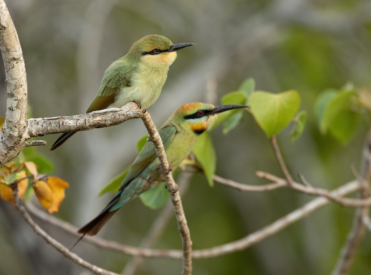 Rainbow Bee-eater - ML626054921