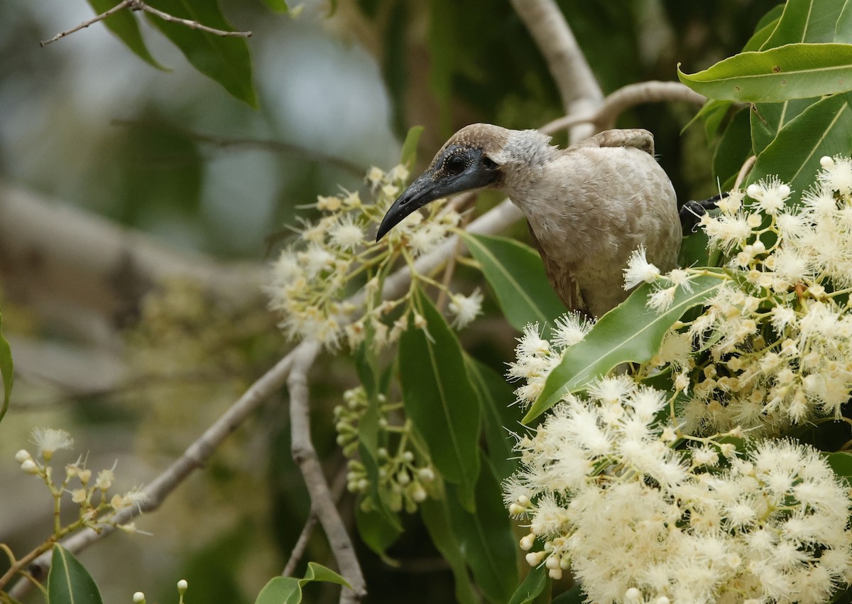 Little Friarbird - ML626055010